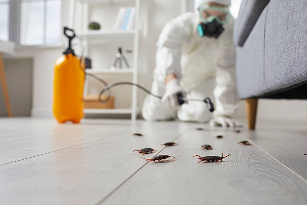Affordable Termite Control solutions in Clinton, TN